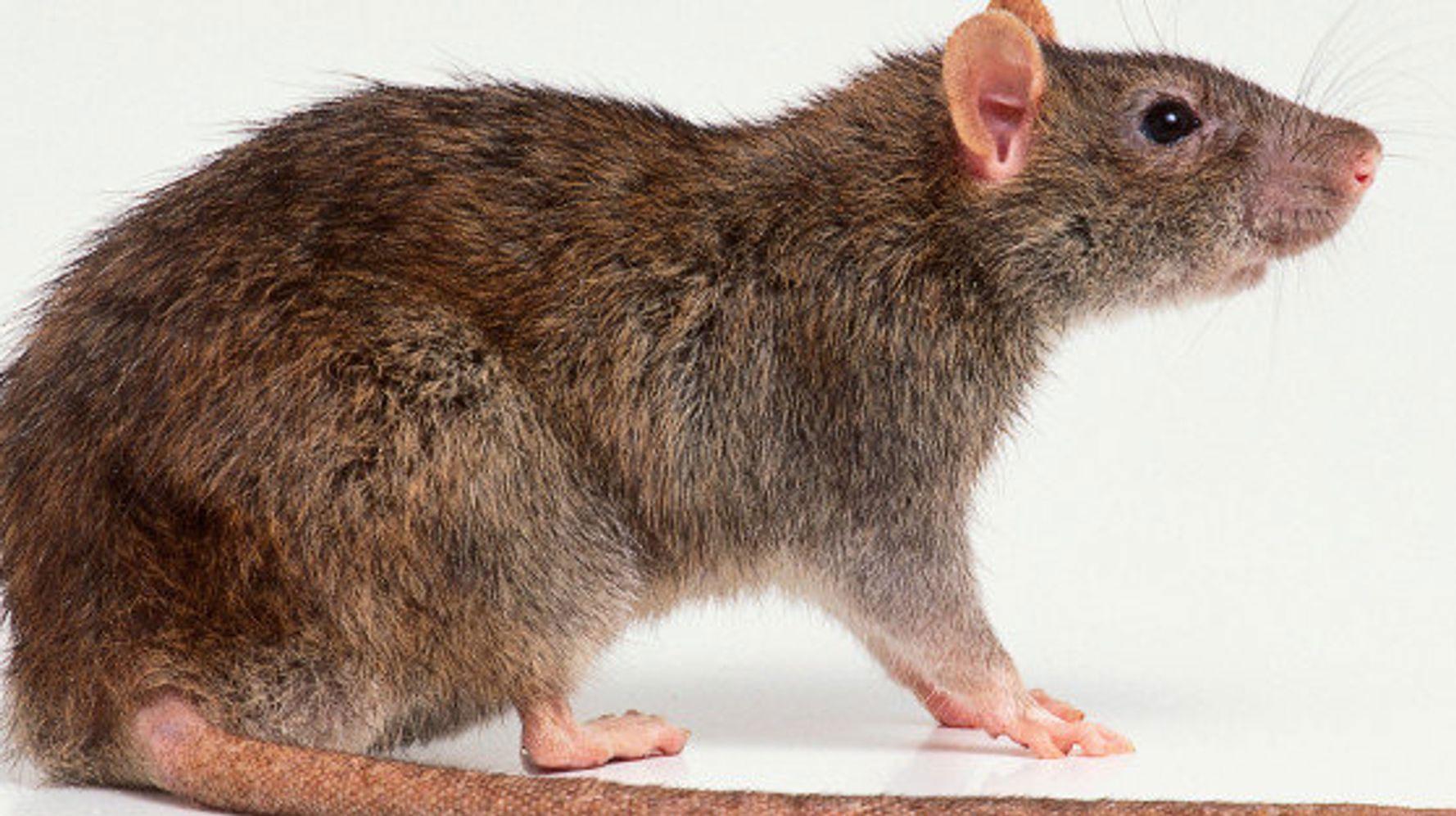 Rat